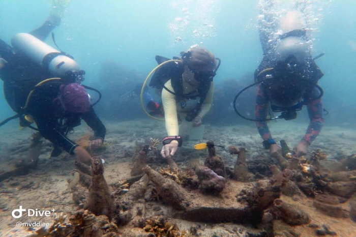 Coral Restoration Conservation Volunteer Project