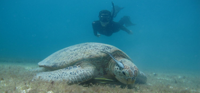 Fuze Ecoteer - Green turtle feeding on seagrass