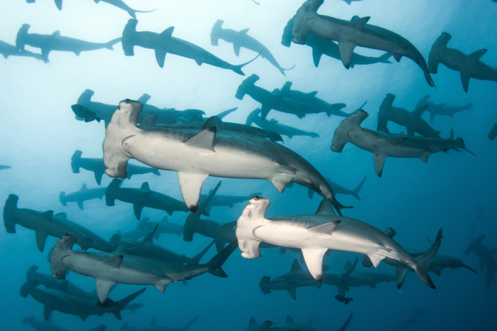 Galapagos Islands Scuba Diving 2
