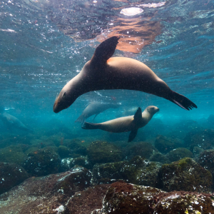 Galapagos Islands Scuba Diving 3