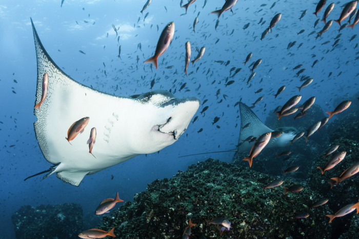 Galapagos Islands Scuba Diving 8