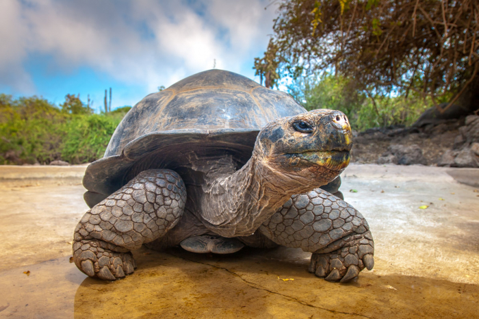 Galapagos Islands Scuba Diving 11