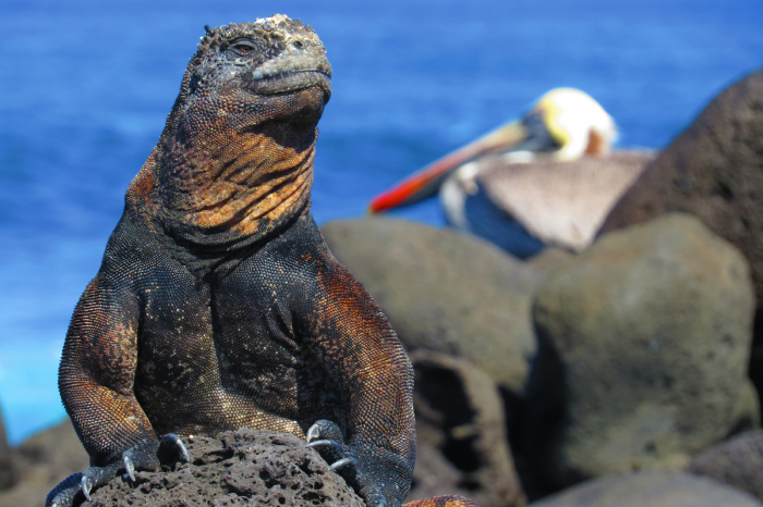 Galapagos Islands Scuba Diving 12