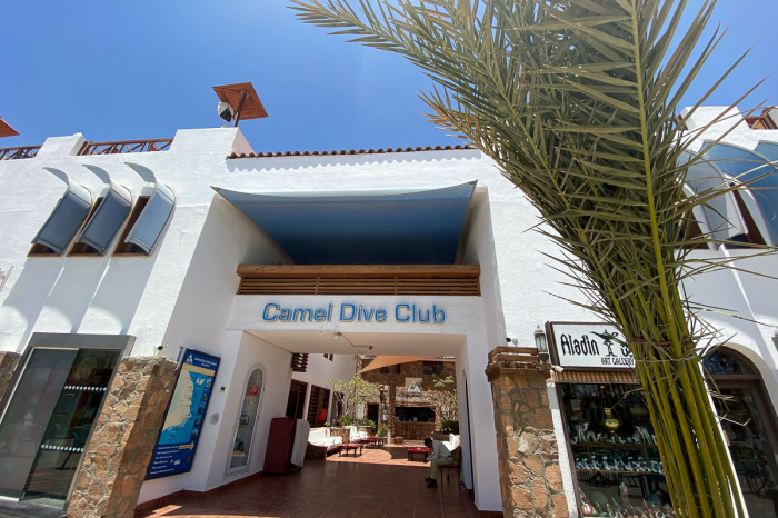 Camel Dive Club