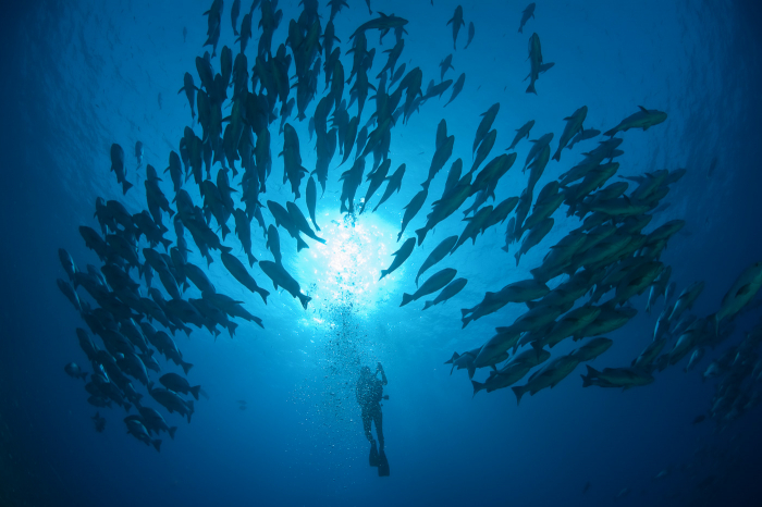 Red Sea Scuba Diving 12