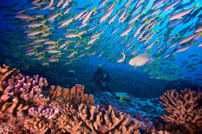 Fakarava French Polynesia Scuba Diving 5