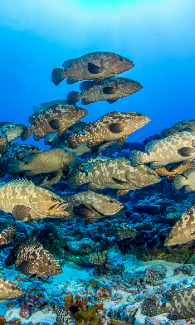 Fakarava French Polynesia Scuba Diving Portrait