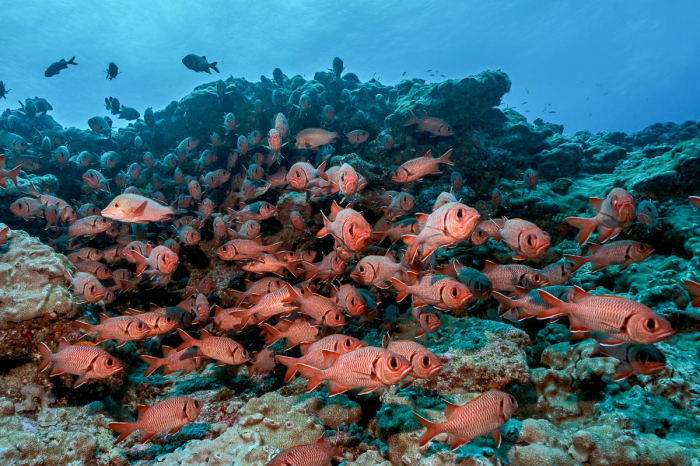 Fakarava Scuba Diving