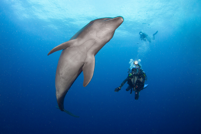 Rangiroa French Polynesia Scuba Diving 3