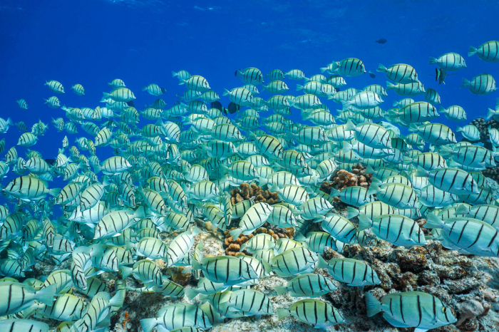 Rangiroa French Polynesia Scuba Diving 5