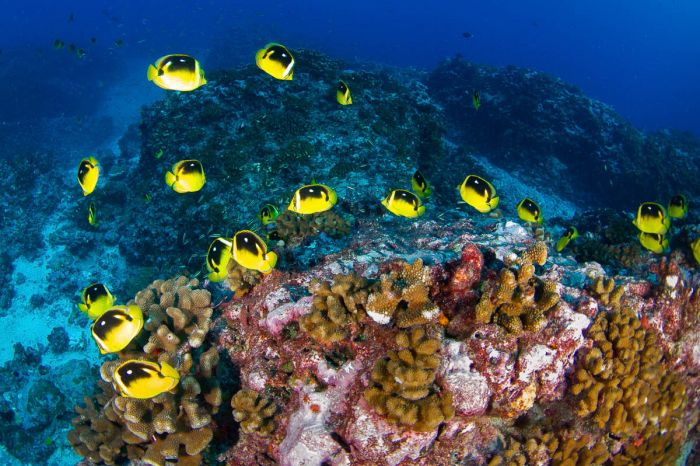 Rangiroa French Polynesia Scuba Diving 7