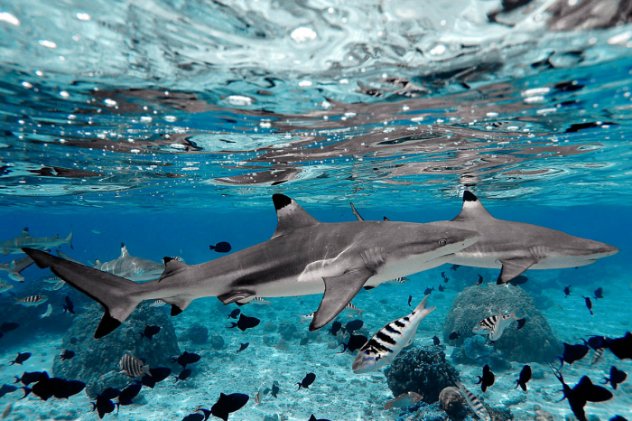 Tahiti Moorea French Polynesia Scuba Diving 2