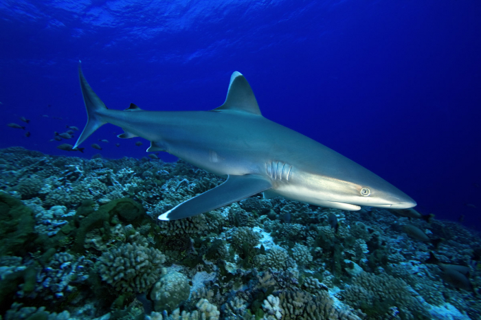 Tahiti Moorea French Polynesia Scuba Diving 5