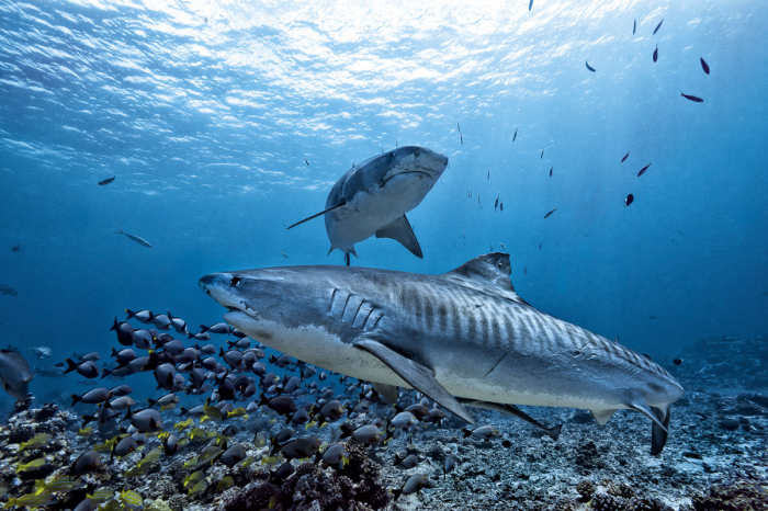 Tahiti Moorea French Polynesia Scuba Diving 6