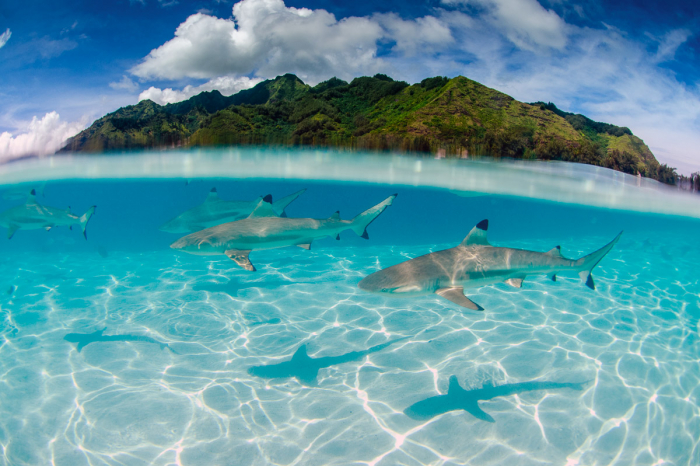 Tahiti Moorea French Polynesia Scuba Diving 8