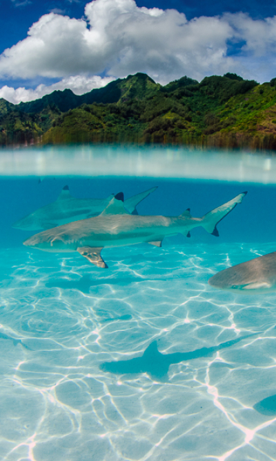 Tahiti Moorea French Polynesia Scuba Diving Portrait