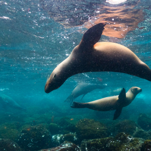 Galapagos Mini Guide Banner