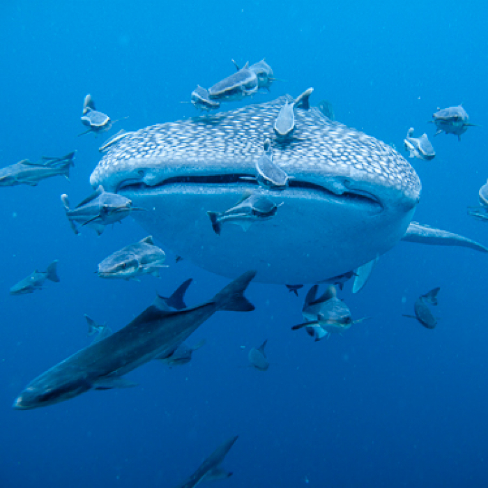 Honduras Scuba Diving Utila Whale Shark