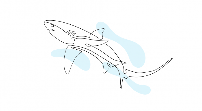 Zublu Illustrations Thresher Shark
