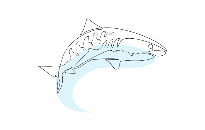 Zublu Illustrations Tiger Shark
