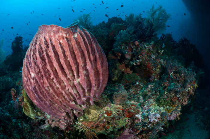 Ambon Maluku Indonesia 12
