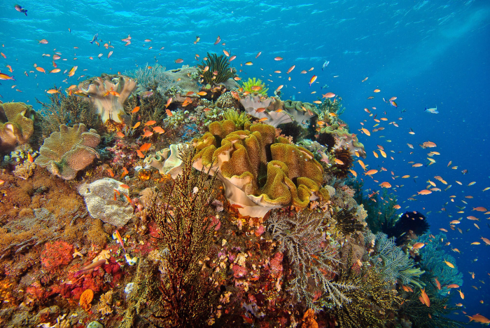 Ceningan Divers Bali Coral Reef