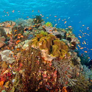 Ceningan Divers Bali Coral Reef