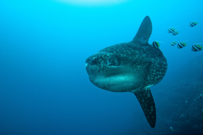 Ceningan Divers Bali Mola Mola