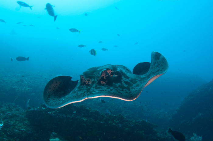 Diving Stingray Lembongan Bali Indonesia