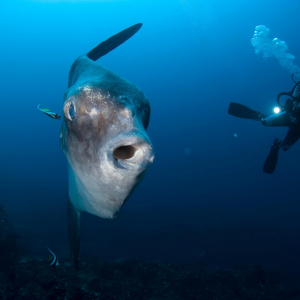 Bali Lembongan Mola mola