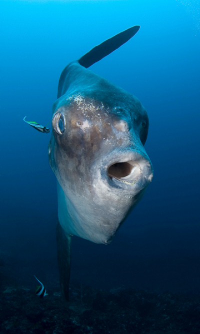 Lembongan Penida Bali Indonesia Scuba Diving Portrait