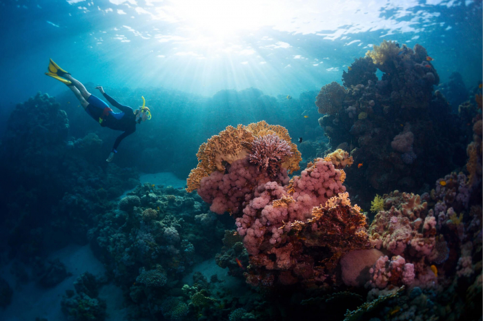 Diving And Snorkeling Pasir Putih Bali Hai Diving Menjangan