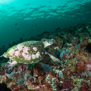 Bali Hawksbill Turtle