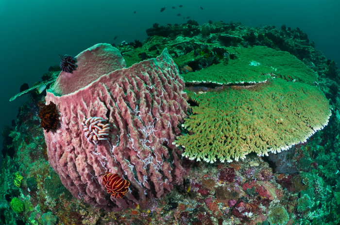 Padangbai Candidasa Bali Indonesia 6