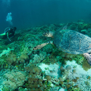 Bali Menjangan Hawksbill Turtle