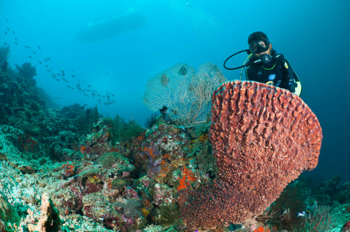 Pemuteran Menjangan Bali Indonesia 2