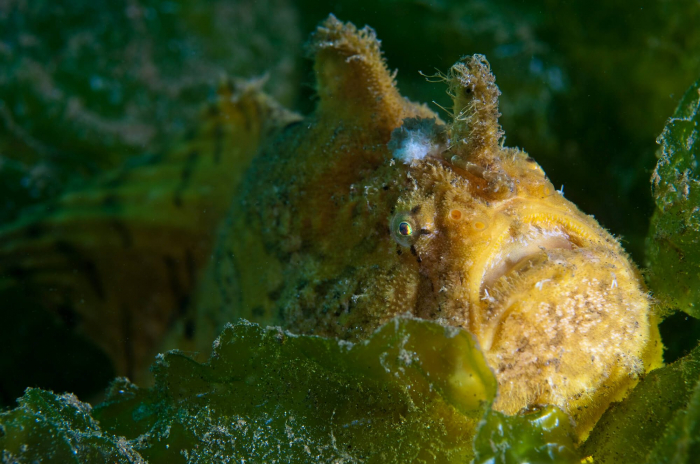 Bali Secret Bay Frogfish