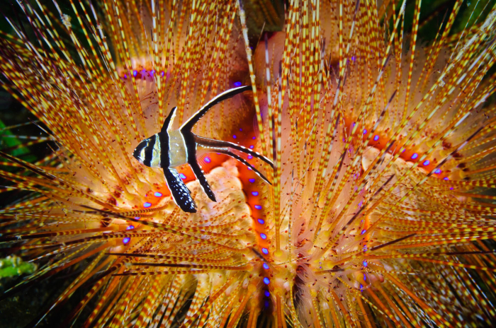Bali Secret Bay Fire Urchin