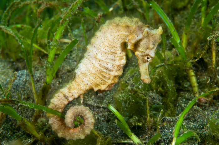 Bali Secret Bay Seahorse