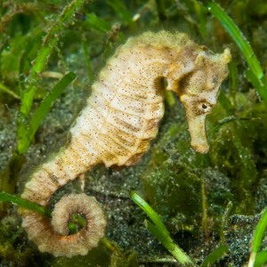 Bali Secret Bay Seahorse