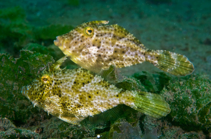 Bali Secret Bay Filefish