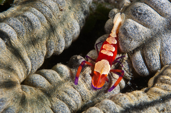 Bali Secret Bay imperial Shrimp