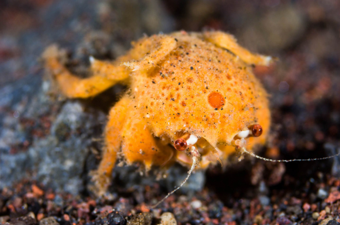Bali Seraya Secrets Crab