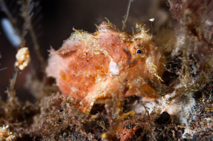 Bali Seraya Secrets Frogfish