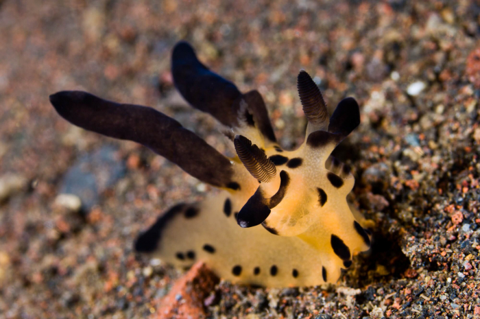 Bali Seraya Secrets Nudibranch