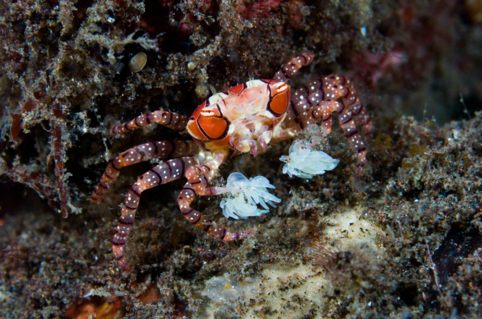 Bali Seraya Secrets Boxer Crab