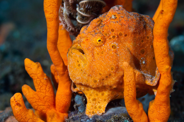 Bali Seraya Secrets Frogfish