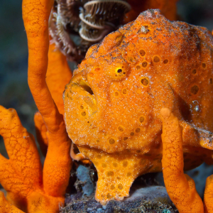 Bali Seraya Secrets Frogfish
