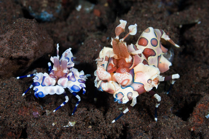 Bali Seraya Secrets Harlequin Shrimp