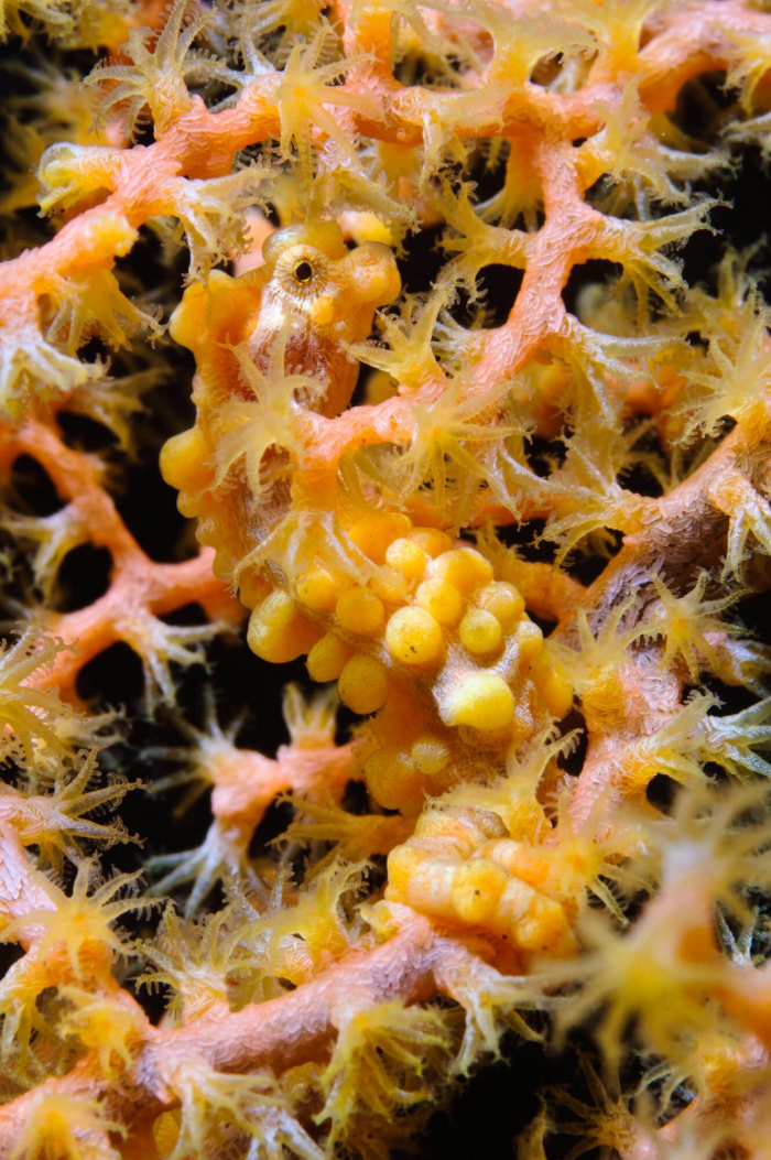 Bali Seraya Secrets Pygmy Seahorse